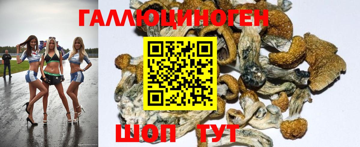 Владимир  Псилоцибиновые грибы Psilocybine cubensis  Вход с VPN 